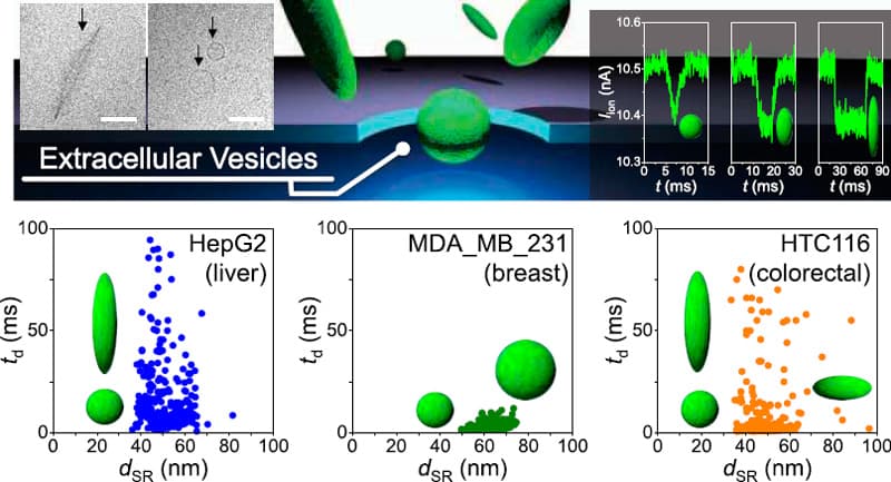 Successful analysis of shape distribution of exosomes