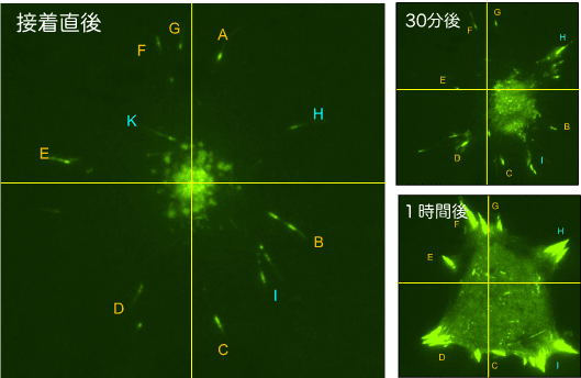 Success in capturing the "moment" when cells adhere to the substrate surface with high spatio-temporal resolution