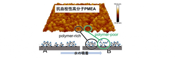 Also used in ECMO! Elucidating the Mechanism of Functional Expression of Antithrombogenic Polymers