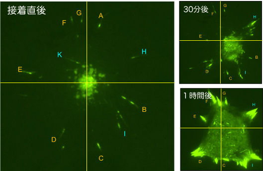 Success in capturing the "moment" when cells adhere to the substrate surface with high spatio-temporal resolution