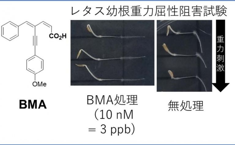 Successful Development of Compounds That Disturb Plant Root Growth Direction - Expected Development of 'Weed Suppressants' That Do Not Kill Weeds